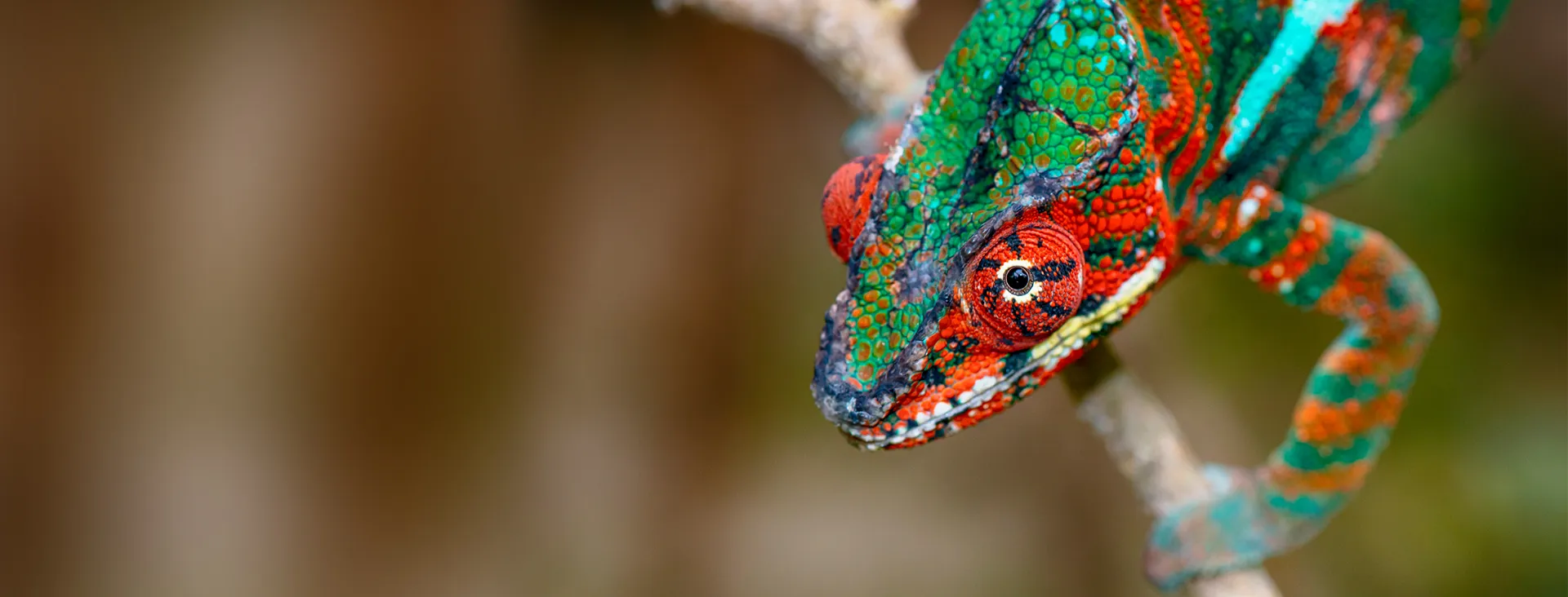 kolorowy kameleon